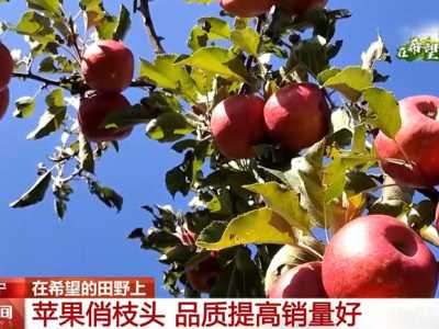 品质提高销量好 贵州威宁红苹果成为村民增收“致富果”