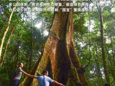 保护“国宝”热带雨林