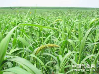 敖汉旗小米种植如何成为农业文化遗产