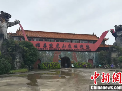 广西一饲养员被老虎咬死 事发山庄疑似卖虎骨酒